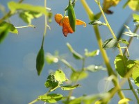 Jewelweed