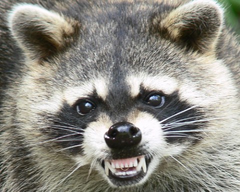 Tennessee Works with USDA, Other Southeast States to Prevent Raccoon Rabies Tennessee Works with USDA, Other Southeast States to Prevent Raccoon Rabies