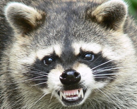 Tennessee Works with USDA, Other Southeast States to Prevent Raccoon Rabies