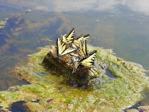 Tiger Swallowtails on Swan Lake