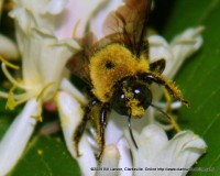 A Honeybee exiting a Honeysuckle flower