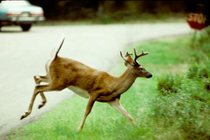 deer-on-road