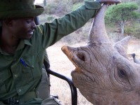 Milking the Rhino - image 1