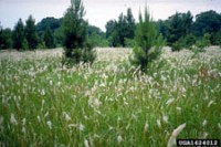 Cogongrass (Charles Bryson)