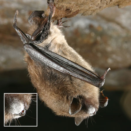 A little brown bat's moldy white nose marks it as suffering from white-nose syndrome. The disease is killing hundreds of thousands of hibernating bats in the northeastern U.S. Scientists recently identified the mold, a form new to science, in a lab.  (Al Hicks/NY DEC)