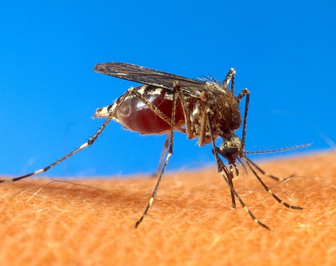 Mosquito season in full swing. Everyone should take action to prevent mosquito breeding grounds.