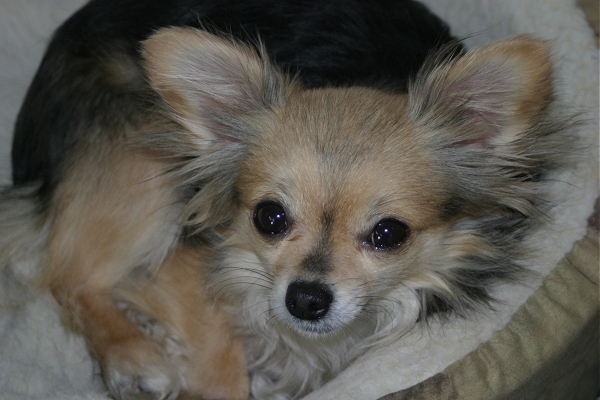 Leading Pet Health Insurer Reveals 2010 s Top 10 Most Unusual Pet Names 