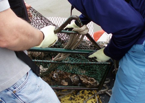 NOAA Mussel Watch scientist brings up a trawl full of Gulf Coast oysters for contamination testing. (Credit: NOAA NCCOS)