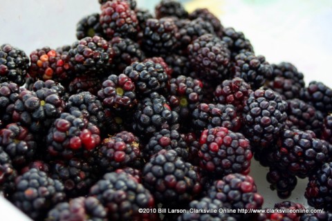 Blackberries grown in Tennessee.