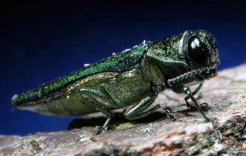 Emerald Ash Borer.