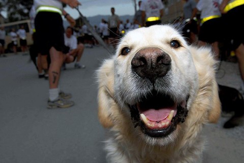 U.S. Army K-9, with the 49th Engineer Mine Dog Detachment out of Fort Leonardwood, MO, prepares to run in the Patriots Day Run here Sept. 11th with his Soldier-partner. More than 2,200 deployed servicemembers and civilians ran 9.11 km in remembrance of 9/11 on Bagram Airfield. (Photo by U.S. Army Capt. Michelle Lunato, 359th Theater Tactical Signal Brigade)