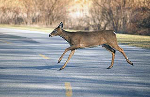 Deer Crossing the Road