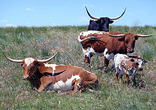 Longhorn Cattle