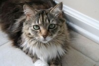 Maya is a really sweet girl seeking a family that agrees to continue her special treat of a daily canned food! She loves to be petted on the head and scratched behind the ears, and she will sit next to you on the couch and purr. Maya needs your loving home! Maya is a really sweet girl seeking a family that agrees to continue her special treat of a daily canned food! She loves to be petted on the head and scratched behind the ears, and she will sit next to you on the couch and purr. Maya needs your loving home!