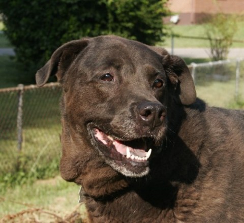 Brandy is available for adoption from the Clarksville/Montgomery County Humane Society