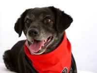 Gracie has never been separated from her sister Brandy. She loves her, and it would be great if they could stay together. However, she would appreciate any loving home. Gracie has never been separated from her sister Brandy. She loves her, and it would be great if they could stay together. However, she would appreciate any loving home.