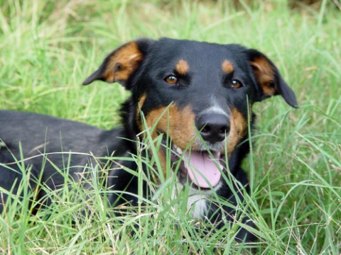 Sadie's foster family describes her as a very gentle and loving girl. Sadie loves people, and she is always so happy for any attention! She can't wait to join your loving forever family!