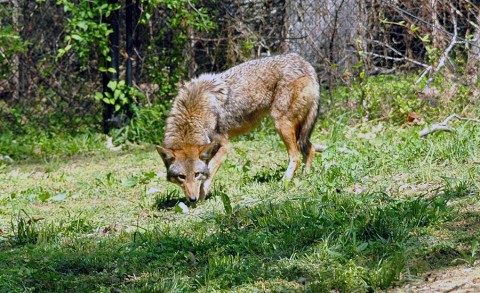 A female red wolf, part of LBL's recovery program, calls Nature Station her home.