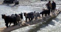 A local villager and his goats cross the old make-shift bridge Soldiers from the 2nd and Mortar Platoons of Troop A, 1st Squadron, 172nd Cavalry Regiment, replaced with a 150-foot bridge Nov. 10th. (Photo by U.S. Army Staff Sgt. Whitney Hughes, Task Force Wolverine Public Affairs, 86th Infantry Brigade Combat Team)