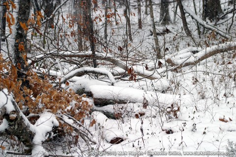 Snowing in the Forest