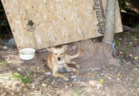 During Winter Months. Thousands of Dogs in Our Community Seek Warmth