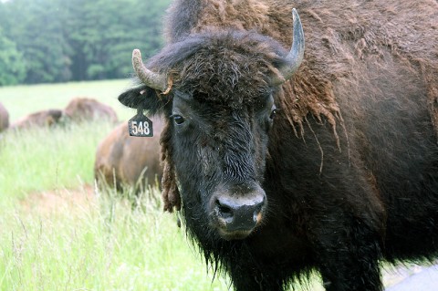 Bison at Land Between the Lakes.