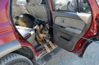 Paktika Province, Afghanistan — U.S. Army Staff Sgt. Beny, a 3-year-old German Shepherd military working dog attached to Task Force Currahee, 4th Brigade Combat Team, 101st Airborne Division, indicates he has detected something during a test at the Forward Operating Base Sharana entry control point Jan. 23rd. (Photo by U.S. Army Sgt. Luther L. Boothe Jr., Task Force Currahee Public Affairs, 4th Brigade Combat Team, 101st Airborne Division)