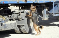 Paktika Province, Afghanistan — U.S. Army Staff Sgt. Beny, a 3-year-old German Shepherd military working dog attached to Task Force Currahee, 4th Brigade Combat Team, 101st Airborne Division, takes a break from searching vehicles at the Forward Operating Base Sharana entry control point Jan. 23rd. (Photo by U.S. Army Sgt. Luther L. Boothe Jr., Task Force Currahee Public Affairs, 4th Brigade Combat Team, 101st Airborne Division)