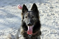 Bagram Airfield, Afghanistan - U.S. Navy Petty Officer 2nd Class Enyzi, a 3-year-old Belgian Tervuren military working dog attached to Task Force Currahee, 4th Brigade Combat Team, 101st Airborne Division, takes a break from training to pause for a photo Dec. 15th at Bagram Airfield. (CourtesyPhoto)