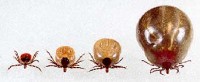 Female deer ticks, unengorged, 1/4 engorged, 1/2 engorged, fully engorged.