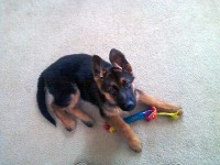 Stolen 4 month old German Shepherd puppy named “Sampson”.