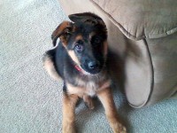 Stolen 4 month old German Shepherd puppy named “Sampson”.