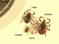 The life cycle of a deer tick comprises three growth stages: larva, nymph and adult. The adult male and female tick are shown here.