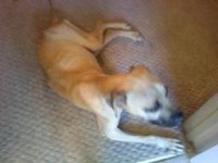 Buddy at 6 months old weighing just 20 lbs. He was found trotting weakly alongside a very busy road.