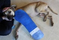 A kind Samaritan picked him up & found him a home. But they made a grave mistake & Buddy was hit by a car. His leg was broken in 3 places.