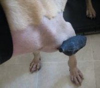 After weeks in a cast, he spent several more weeks with this external fixation rod to help hold the bone in place.