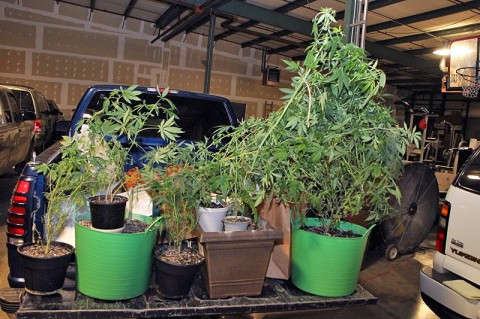 The marijuana plants were found growing inside the hosue. (Photo by CPD-Jim Knoll)