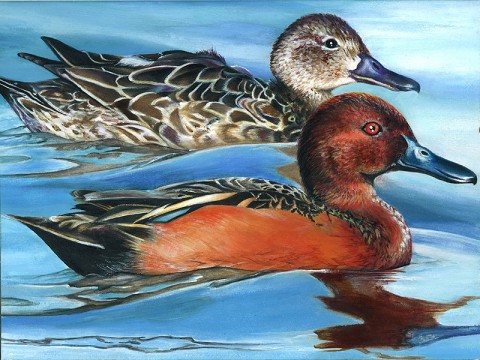 “Let’s Get Together,” depicting a male and female cinnamon teal in acrylic, colored pencil, and water color.