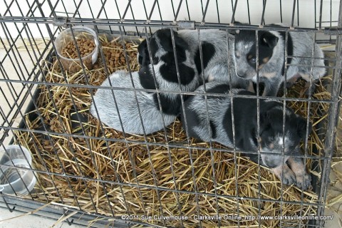 Blue Heeler Puppies