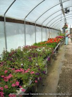 Clarksville Resident Jerry Church looks at some of the flower varieties available at the Flower Pot