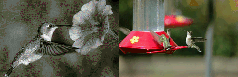 Hummingbird Festival at LBL Hummingbird Festival at LBL