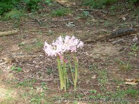 Naked Ladies