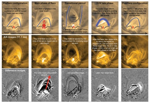 What causes the late phase? Solar flares happen when the magnetic fields of sunspots erupt—a process called “magnetic reconnection.”  The late phase is thought to result when some of the sunspot’s magnetic loops re-form.  A diagram prepared by team member Rachel Hock of the University of Colorado shows how it works. 