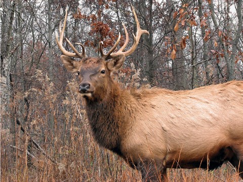 5th Annual Elk and Bison Prairie Celebration 