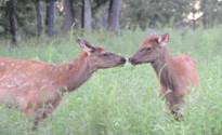 The Elks at LBL. (Photo Courtesy Ray Stainfield)