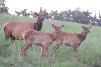 The Elks at LBL. (Photo Courtesy Ray Stainfield)