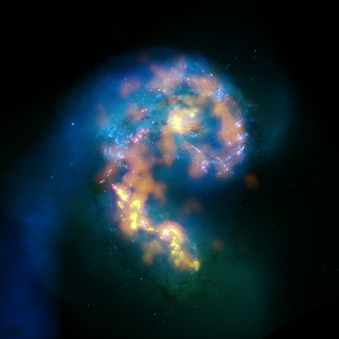 Multiwavelength composite of interacting galaxies NGC 4038/4039, the Antennae, showing VLA radio (blues), past and recent starbirths in HST and CTIO optical (whites and pinks), and a selection of current star-forming regions in ALMA's mm/submm (orange and yellows) showing detail surpassing all other views in these wavelengths. (NRAO/AUI/NSF; ALMA (ESO/NAOJ/NRAO); HST (NASA, ESA, and B. Whitmore (STScI)); J. Hibbard, (NRAO/AUI/NSF); NOAO/AURA/NSF.)