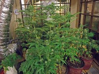 Marijuana plants found growing at a residence on King Road. (Photo by Agent Steve Hamilton-CPD)