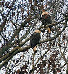 Bald Eagles (Photo by Sherry Bailey)