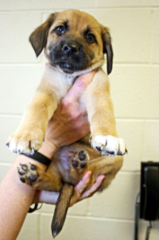 Mike and Ike are 6 week old Boxer mix puppies who are currently up for adoption. One is tan with black highlights and the other is tan with white on his paws. These fun and playful little boys are hard to resist! Mike and Ike will be about 50 pounds when they are fully grown. They are playful and sweet and cuddly right now. Ready to be a great addition to your family! PLEASE CALL: 931-648-5750